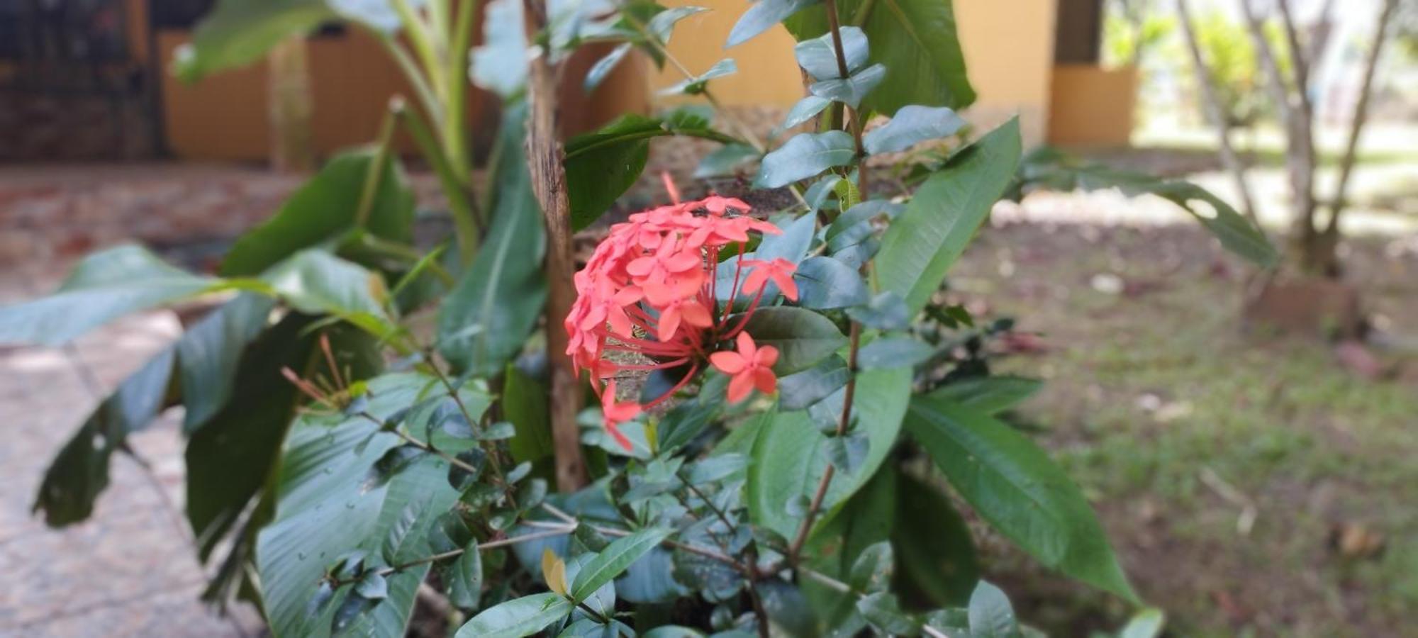 Hotel Maguey Tigre  ภายนอก รูปภาพ